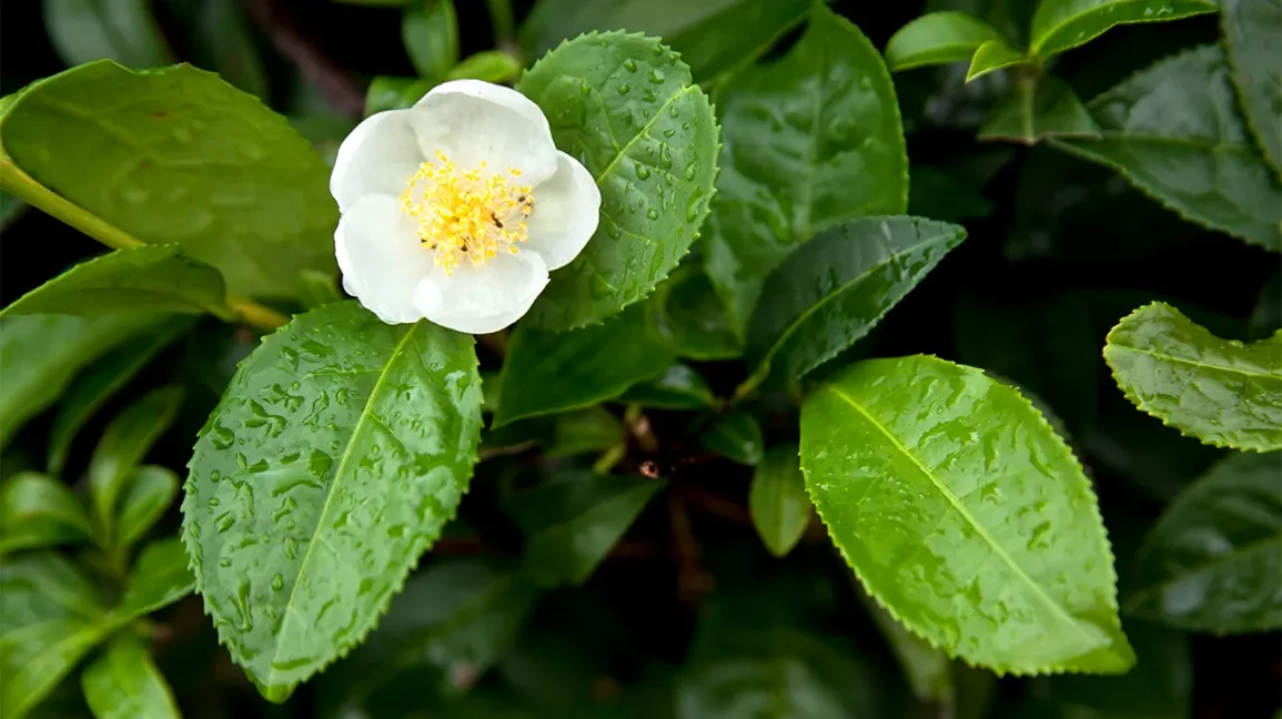 Camellia Sinensis (Green Tea)
