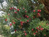 Conifer Berry